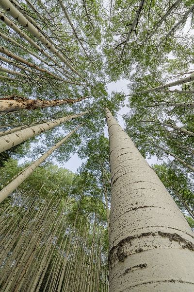 Jaynes Gallery 아티스트의 USA-Colorado-Gunnison National Forest Looking up at aspen trees작품입니다.